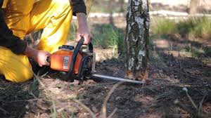 Best Seasonal Cleanup (Spring/Fall)  in Marshfield, WI