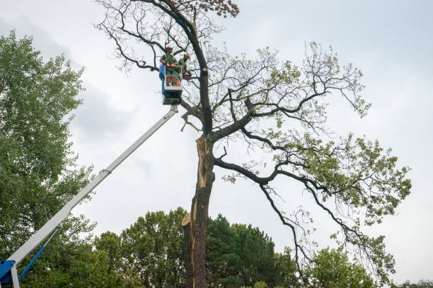 Professional Tree Removal in Marshfield, WI