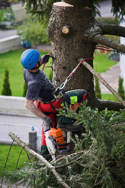 Best Lawn Watering Services  in Marshfield, WI