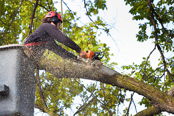 Best Arborist Consultation Services  in Marshfield, WI