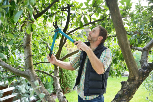 Best Lawn Irrigation Installation and Maintenance  in Marshfield, WI